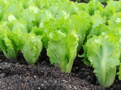 Alface - Crédito: Shutterstock