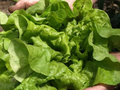 Alface - Crédito: Shutterstock