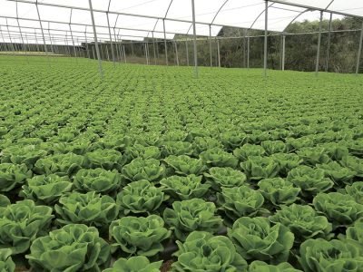 Alface - Crédito: Eduardo Miyayaciki