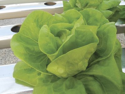 Alface - Crédito: Jorge Barcelos