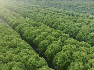 Campo de alface - Foto: Agristar do Brasil