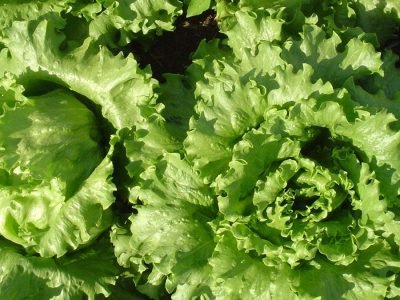 Alface Americana - Crédito - Ana Maria