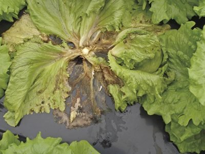 Alface - Crédito: UFRGS