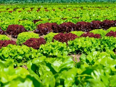 Alface - Crédito: Shutterstock