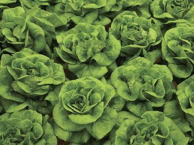 Alface - Fotos: Shutterstock