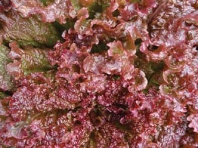 Alface Batávia Cacimba - Crédito Divulgação Isla