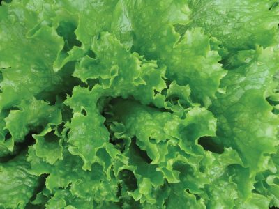 Alface Crespa Palmas  - Crédito Divulgação Isla