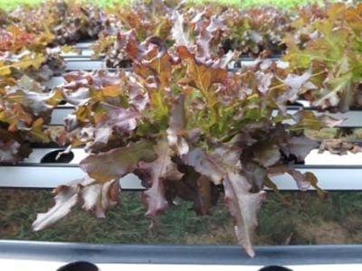 Alface crespa roxa em cultivo hidropônico - Crédito Francisco Aliomar Albuquerque Feitosa