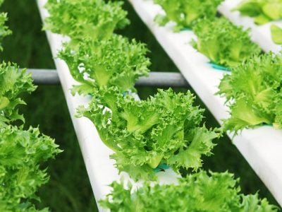 Alface hidropônica - Crédito: Shutterstock