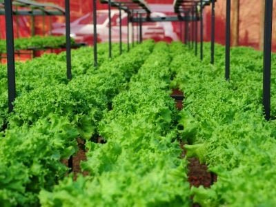 Alface hidropônica-José Raydan - Crédito Alexandre Soares Emater-MG