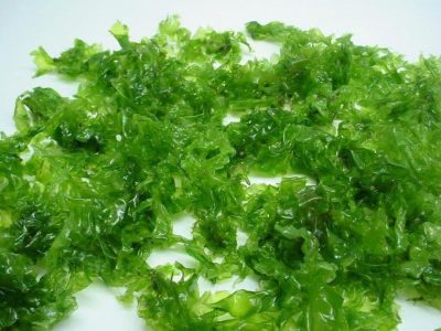 Algas Marinhas - Crédito Marcel Stadnik