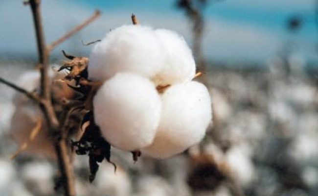 Crédito Miriam Lins