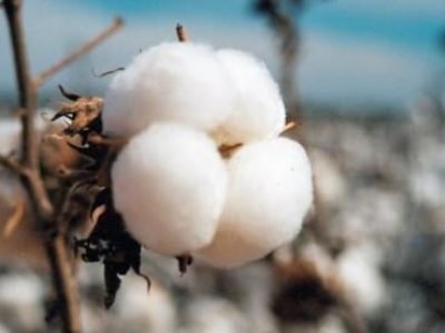 Algodão-02-Crédito-Miriam-Lins-09-2019