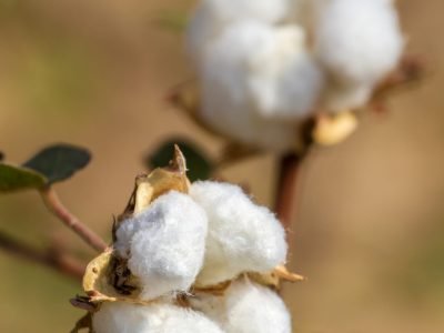 Algodão-Crédito: Shutterstock