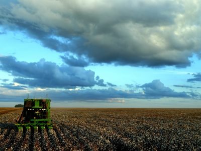 Algodão-05-Crédito-arquivo-12-2010