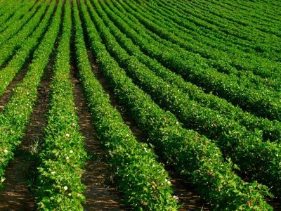 Algodão - Crédito: Shutterstock