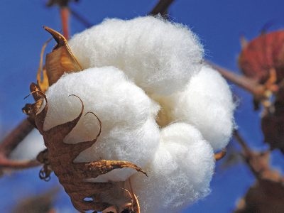 Imagem ilustrativa d algodão - Crédito: Shutterstock