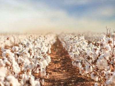 Algodão - Foto: IHARA