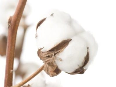 Algodão 15 - Crédito Shutterstock (11-2021)