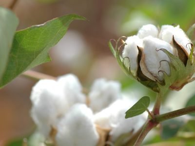 Algodão - Crédito: Shutterstock