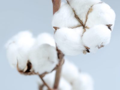Algodão - Crédito: Shutterstock