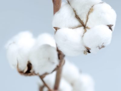 Algodão - Crédito: Shutterstock
