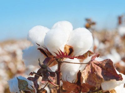 Algodão - Crédito: Shutterstock