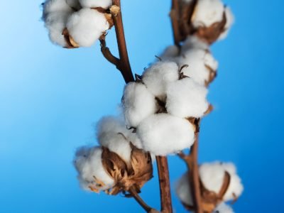 Algodão - Crédito: Shutterstock