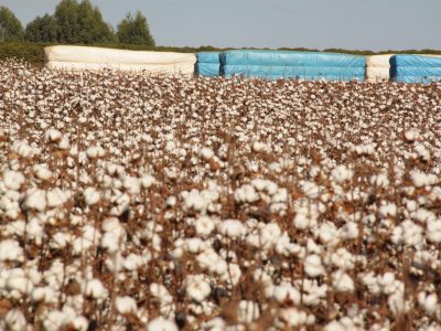 Algodão-58-Crédito-Luize-Hess