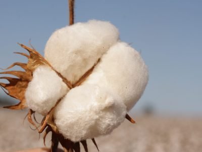 Algodão-67-Crédito-Luize-Hess