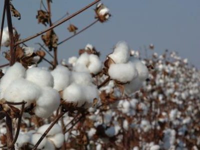 Algodão-Crédito-FMC