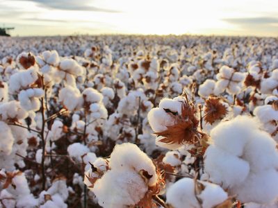 Algodão-Oeste-da-Bahia_Fazenda-Busato