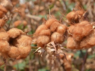 Algodão colorido - crédito: Alexandre Oliveira