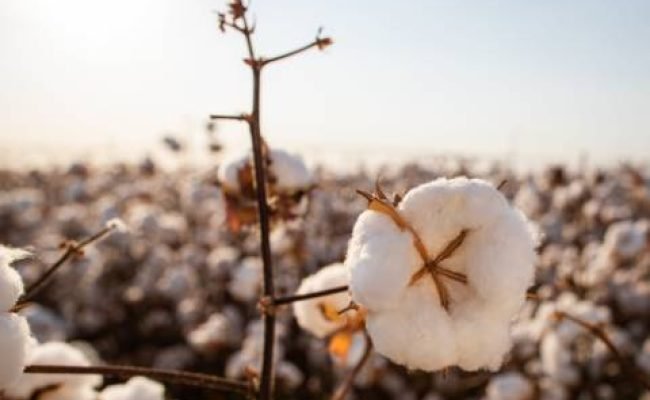 Algodão_Banco de imagens CNA-Senar (Telefone)