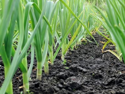 Alho - Crédito: Shutterstock