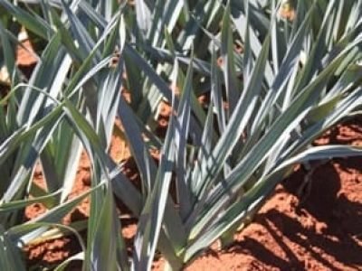 Alho porró 36 - Crédito Ana Maria Diniz