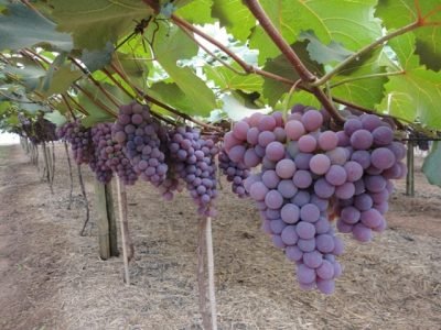 Alltech Crop Science - Uva