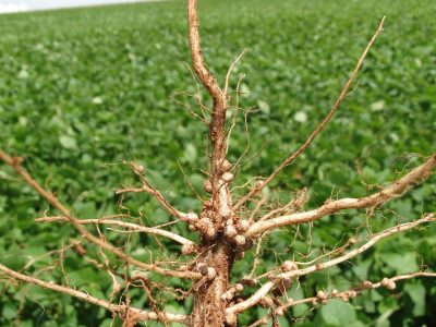 Alltech-Crop-Science_Enraizamento-inicial