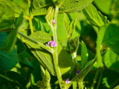 Alltech-Crop-Science_Florescimento-da-Soja