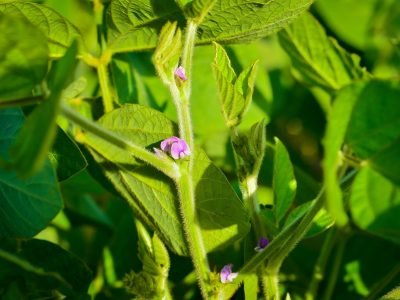 Alltech-Crop-Science_Florescimento-da-Soja