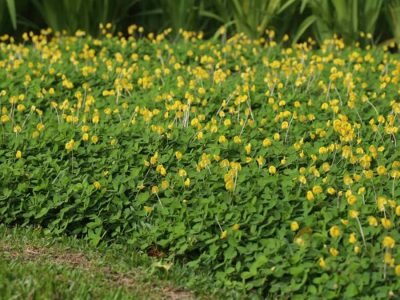 Amendoim forrageiro -  Foto: Internet