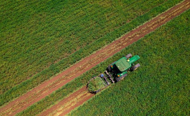 Mapeamento inédito revela poder do amendoim no Brasil (Foto: Indústrias Colombo)