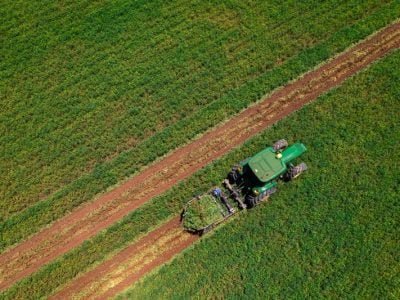 Mapeamento inédito revela poder do amendoim no Brasil (Foto: Indústrias Colombo)