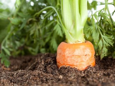 Aminoácido estimula a absorção de nutrientes - Créditos Shutterstock