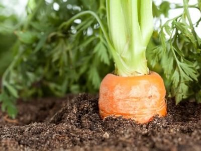 Aminoácido estimula a absorção de nutrientes - Créditos Shutterstock