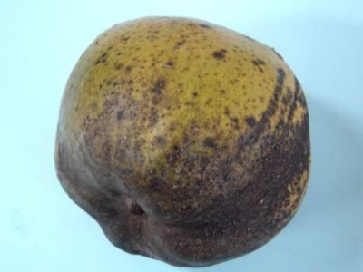 Manga com manchas escuras causadas por antracnose