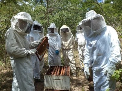 Apicultura-Norte-de-Minas-2