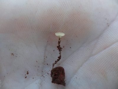 Apotécio - Crédito Nédio Tormen