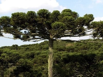 Araucária - Crédito Marco Lucini