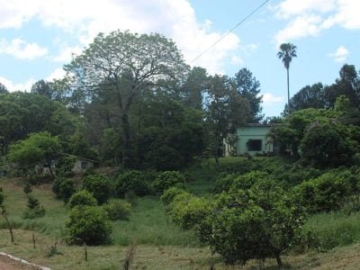 Área Florestada - Crédito Rejane Costa AgroEffective Divulgação